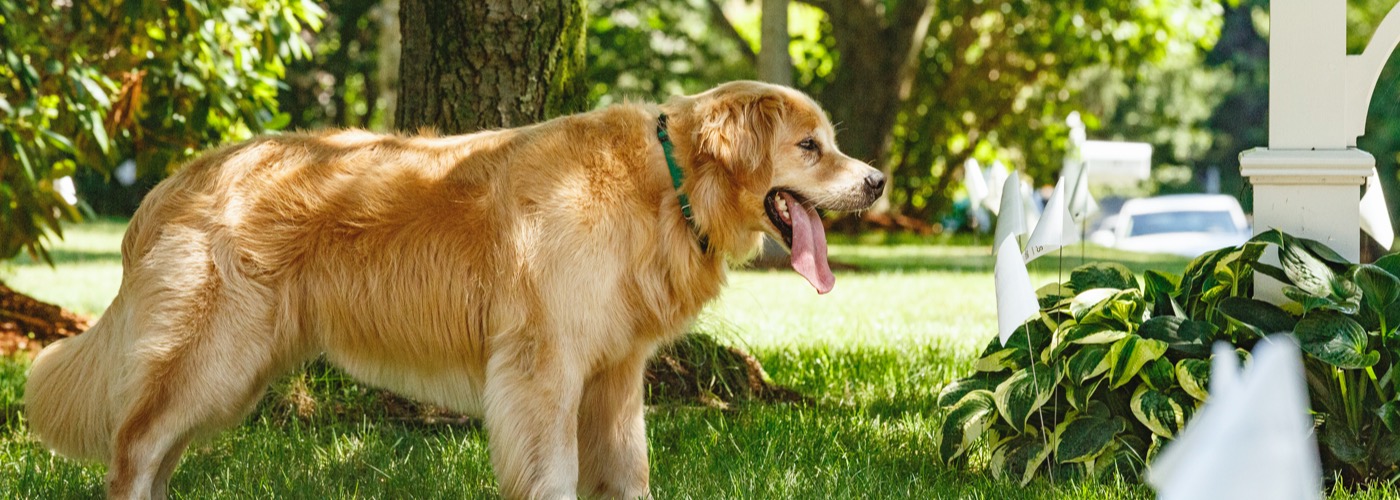 DogWatch of Central Alabama, Vestavia, Alabama | Outdoor Hidden Dog Fences Slider Image